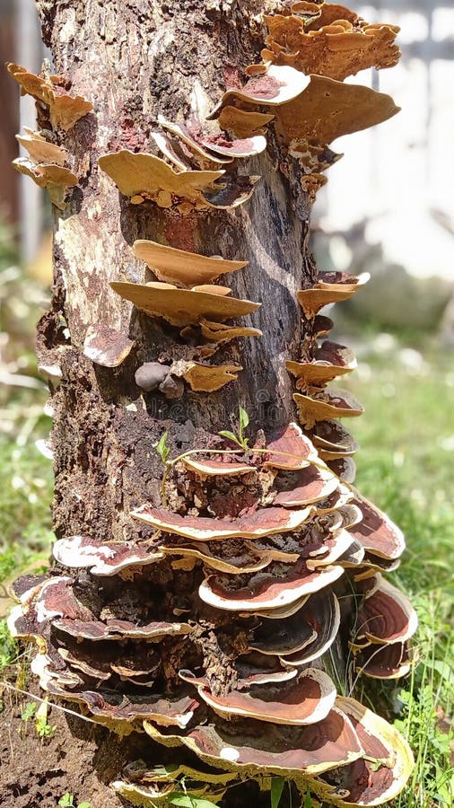 Cogumelo fotografia de stock royalty free