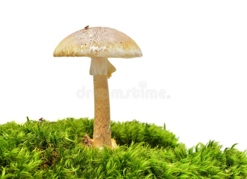 Cogumelo de Deathcap foto de stock Cogumelo de Deathcap foto de stock