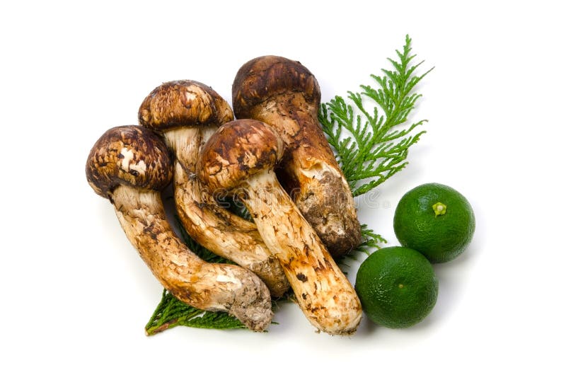 Cogumelo de Matsutake fotos de stock Cogumelo de Matsutake fotos de stock