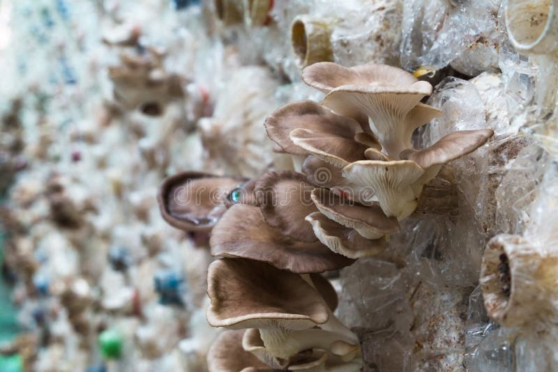 Cogumelo de ostra de Butão na exploração agrícola, interna foto de stock Cogumelo de ostra de Butão na exploração agrícola, interna foto de stock