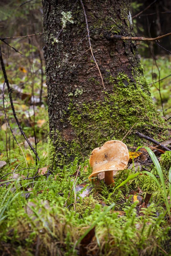 False saffron milk-cap mushroom growing on fir tree foot. False saffron milk-cap mushroom growing on fir tree foot