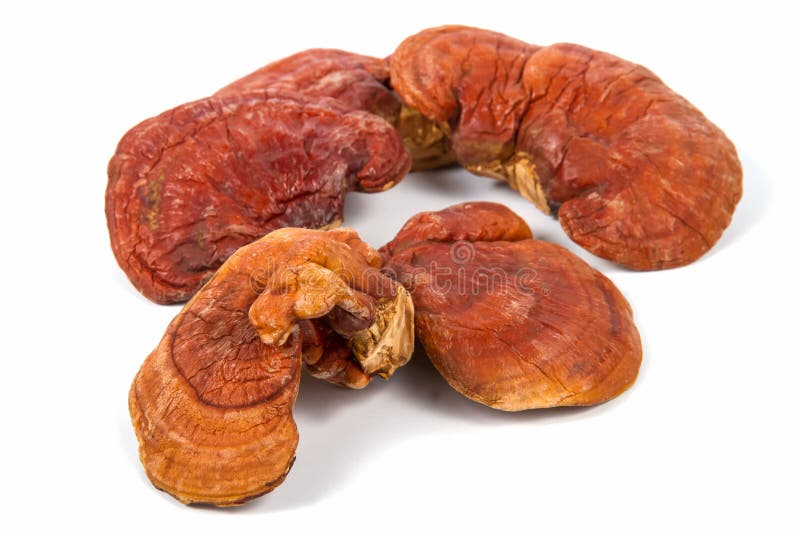 Cogumelo Ganoderma Lucidum de Lingzhi fotos de stock Cogumelo Ganoderma Lucidum de Lingzhi fotos de stock