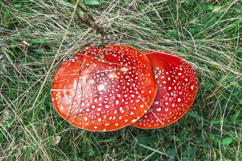 Cogumelo vermelho foto de stock. Imagem de naughty, bonito 53586446