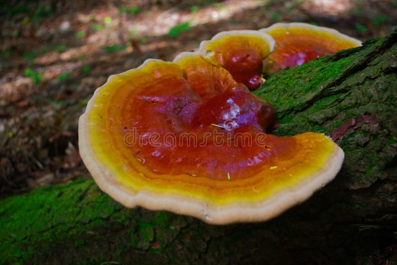 Cogumelo vibrante Ganoderma Tsugae de Reishi que cresce em uma floresta da cicuta