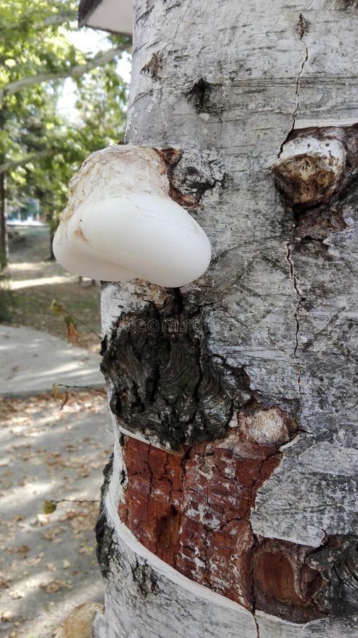 Cogumelo, árvore, parque fotos de stock royalty free