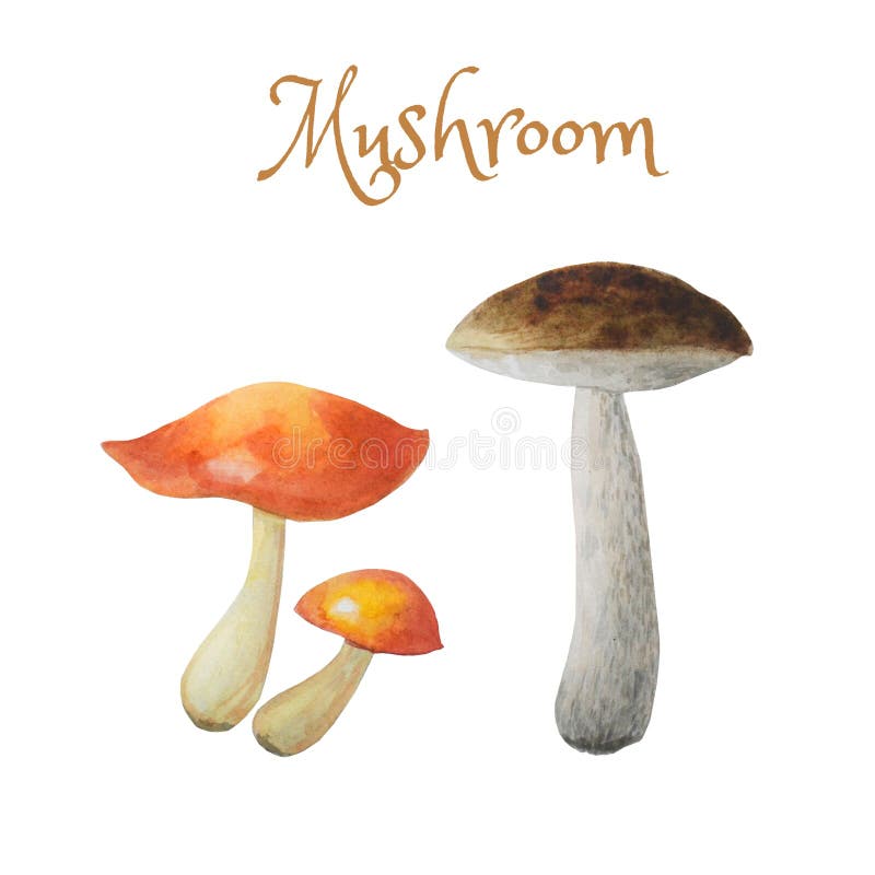 Boletus edulis Koustrup & Co. Cartaz de cogumelos comestíveis, cogumelos  criativos pintados à mão dos desenhos animados, pintura em aquarela,  personagem de desenho animado, pintado png