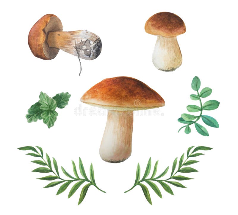 Boletus edulis Koustrup & Co. Cartaz de cogumelos comestíveis, cogumelos  criativos pintados à mão dos desenhos animados, pintura em aquarela,  personagem de desenho animado, pintado png