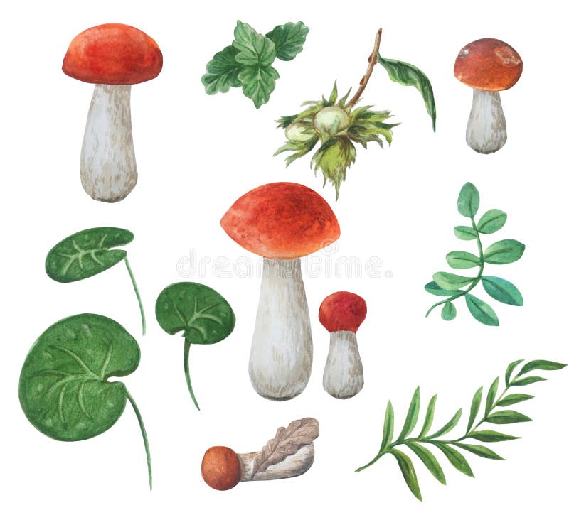 Boletus edulis Koustrup & Co. Cartaz de cogumelos comestíveis, cogumelos  criativos pintados à mão dos desenhos animados, pintura em aquarela,  personagem de desenho animado, pintado png