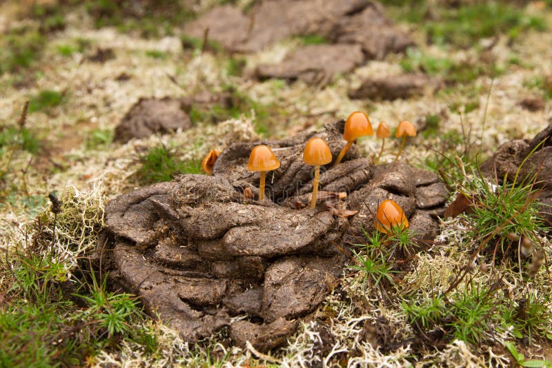 Cogumelos No Estrume Da Vaca Foto de Stock Imagem de marrom, mycology