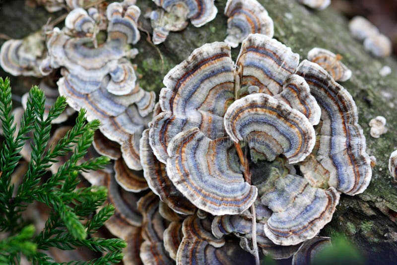 Cogumelos da cauda de Turquia