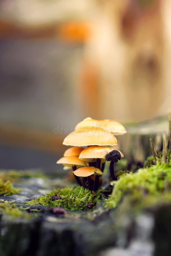 Cogumelos da floresta no coto de ?rvore com musgo Mushrrom do agaric do mel imagem de stock royalty free Cogumelos da floresta no coto de ?rvore com musgo Mushrrom do agaric do mel imagem de stock royalty free