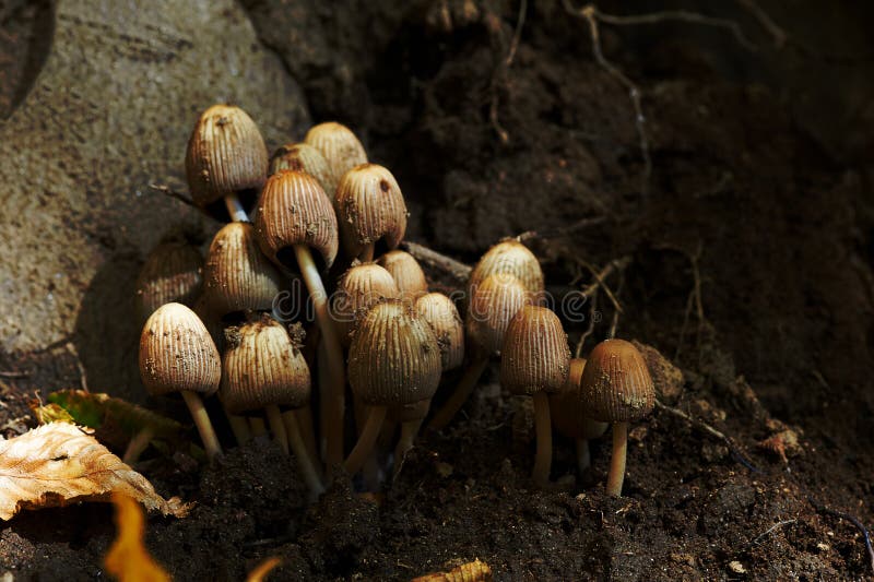 Cogumelos de cabeça chata imagem de stock