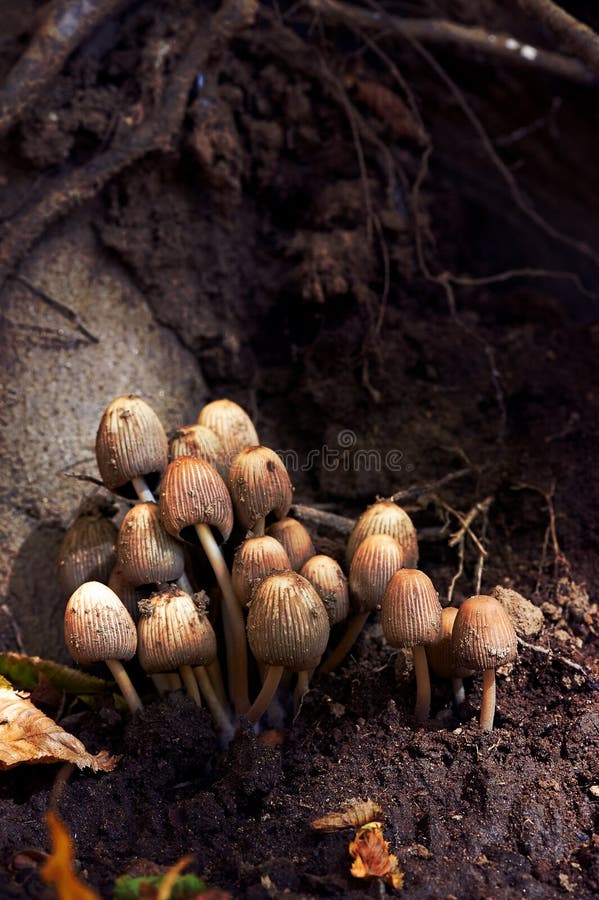 Cogumelos dirigidos lisos no assoalho da floresta foto de stock