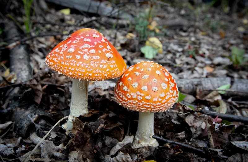 Cogumelos do amanita imagem de stock Cogumelos do amanita imagem de stock