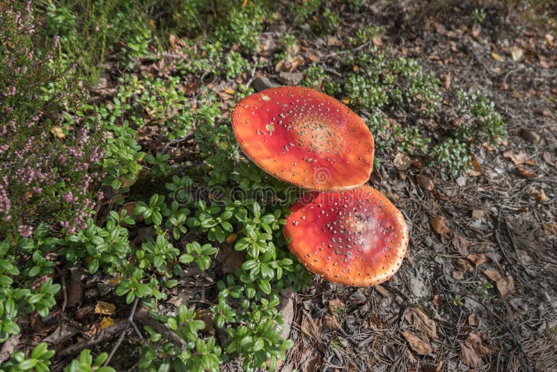 Cogumelos do vermelho da floresta