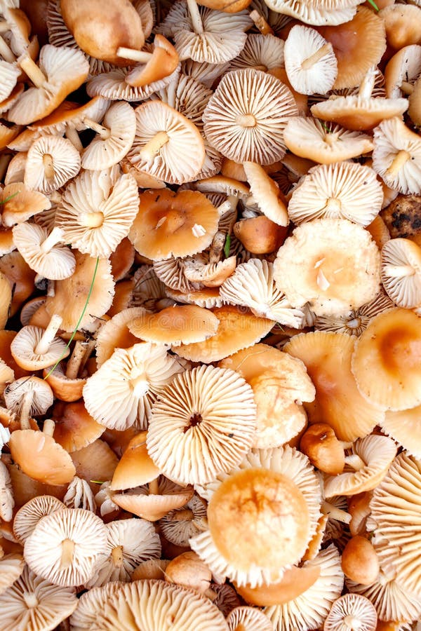 cogumelos recolhidos do marasmius & x28; Oreades& x29 do Marasmius; - os cogumelos selvagens temperam imagens de stock royalty free cogumelos recolhidos do marasmius & x28; Oreades& x29 do Marasmius; - os cogumelos selvagens temperam imagens de stock royalty free
