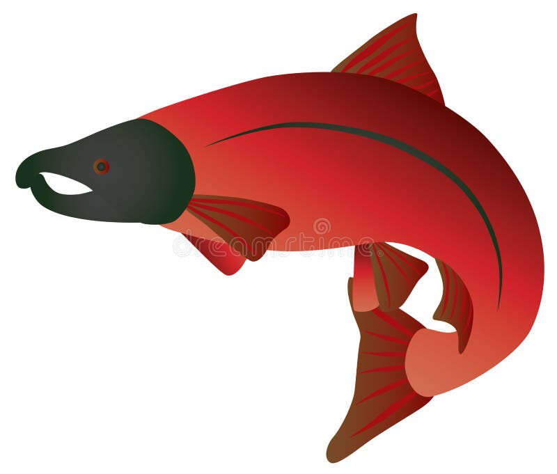 Coho Salmon Grayscale Vector Illustration Vektor Abbildung