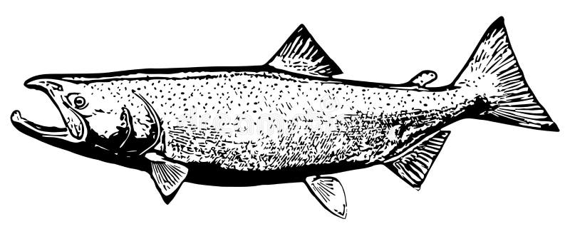 Coho srebnego łososia ryba na białym tle ilustracji Coho srebnego łososia ryba na białym tle ilustracji