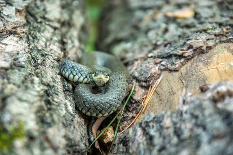 Coiled grass snake lying between tree trunks royalty free stock photos Coiled grass snake lying between tree trunks royalty free stock photos