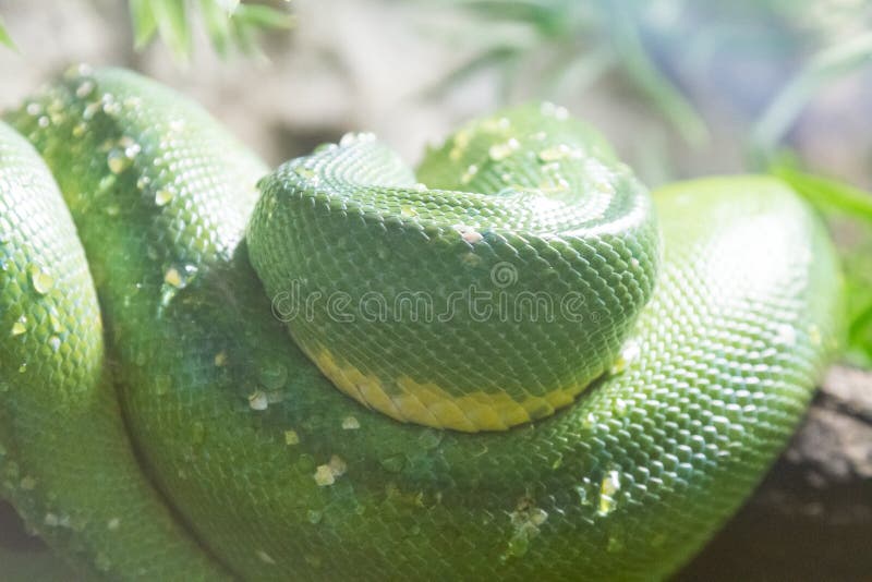 Змея грей. Тонкая зеленая змейка на Самуи. Редкая Змеица.