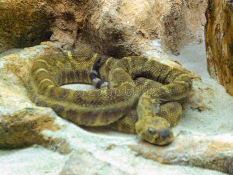 coiled snake in the middle of earthy terrain royalty free stock photo coiled snake in the middle of earthy terrain royalty free stock photo