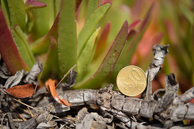 Coin cent euro on background green plants, copy space royalty free stock images