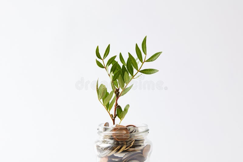 coins in glass jar with growing plant isolated on white royalty free stock photo coins in glass jar with growing plant isolated on white royalty free stock photo