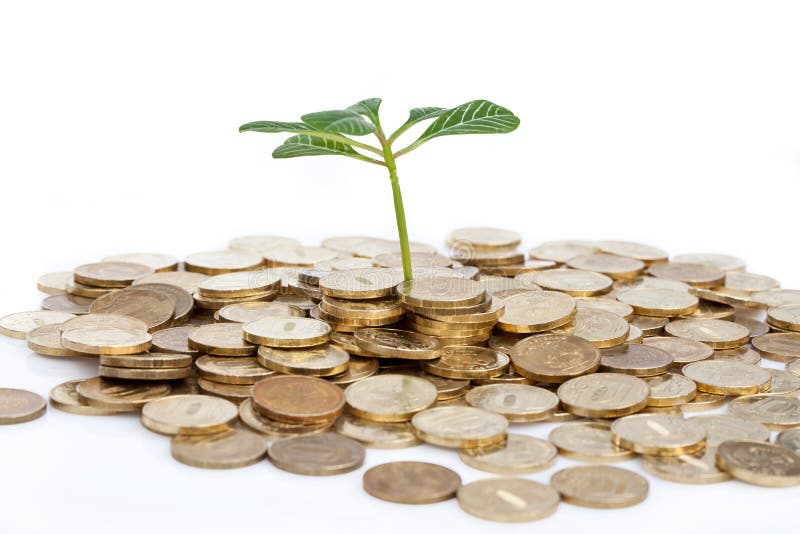 Coins and green plant isolated on white