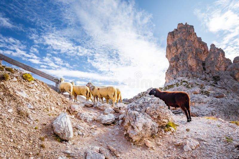 Col de montagne du troupeau de troupeau de moutons Tyrol du sud En italie