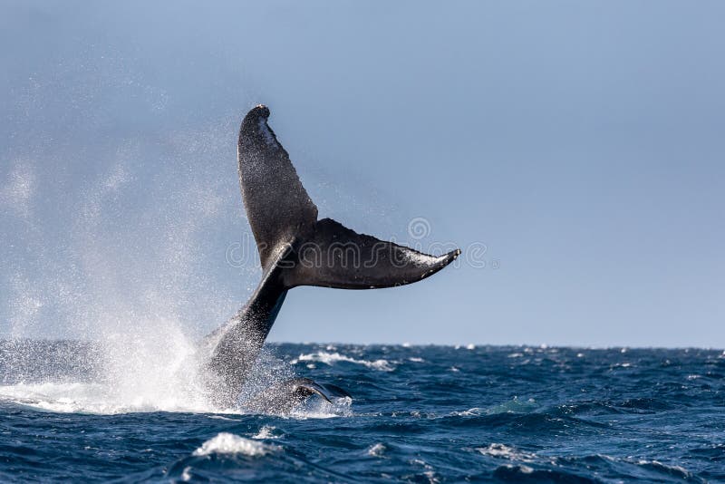 Cola de una ballena jorobada fotografía de archivo Cola de una ballena jorobada fotografía de archivo