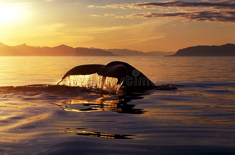 Cola en la puesta del sol (novaeangliae del Megaptera), Alaska de la ballena jorobada, fotografía de archivo Cola en la puesta del sol (novaeangliae del Megaptera), Alaska de la ballena jorobada, fotografía de archivo