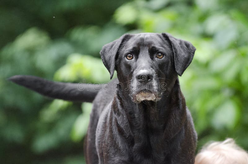 labrador #dog #perro #negro #mascota #FotoUgas #fotografias