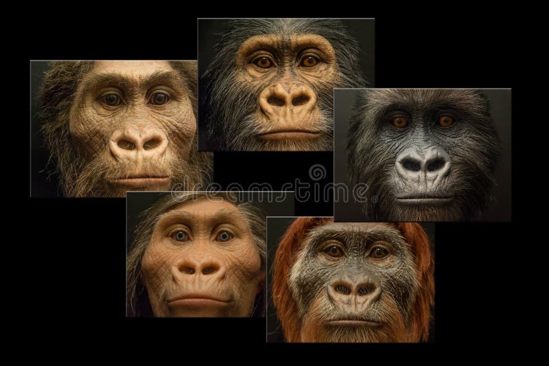 Colagem 5 cinco caras da teoria da evolução