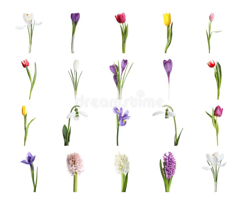 Colagem com belas flores de primavera sobre fundo branco imagens de stock