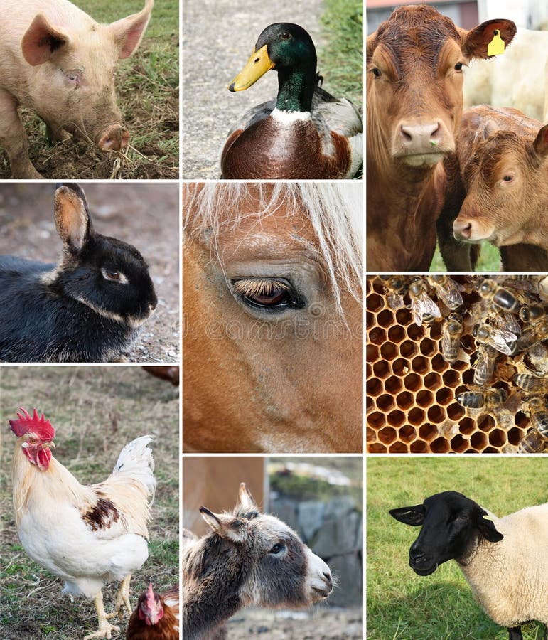 Colagem de animais de exploração agrícola foto de stock Colagem de animais de exploração agrícola foto de stock