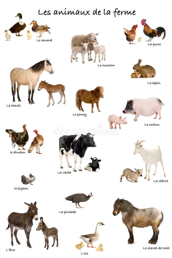 Colagem de animais de exploração agrícola em francês imagens de stock royalty free Colagem de animais de exploração agrícola em francês imagens de stock royalty free
