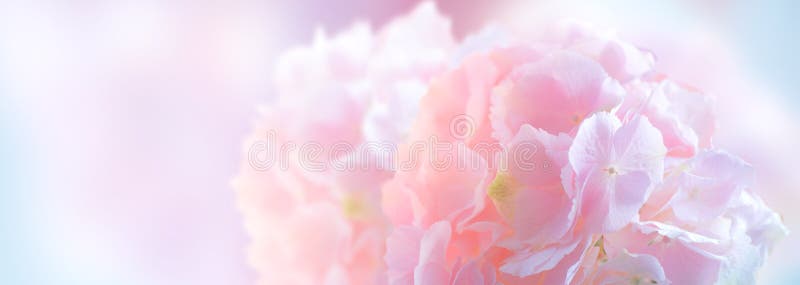 Colagem De Flores Cor-de-rosa Com Hydrangea. Design De Arte De Hortensia  Com Cores Suaves. Cor Rosa-beleza Flor Hydrangea Close Foto de Stock -  Imagem de convite, arte: 222563354