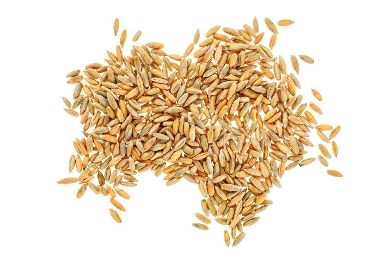 Close-up de grãos de centeio isolados sobre fundo branco foto de stock
