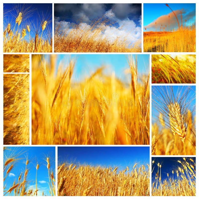 Colagem do campo de trigo foto de stock royalty free Colagem do campo de trigo foto de stock royalty free
