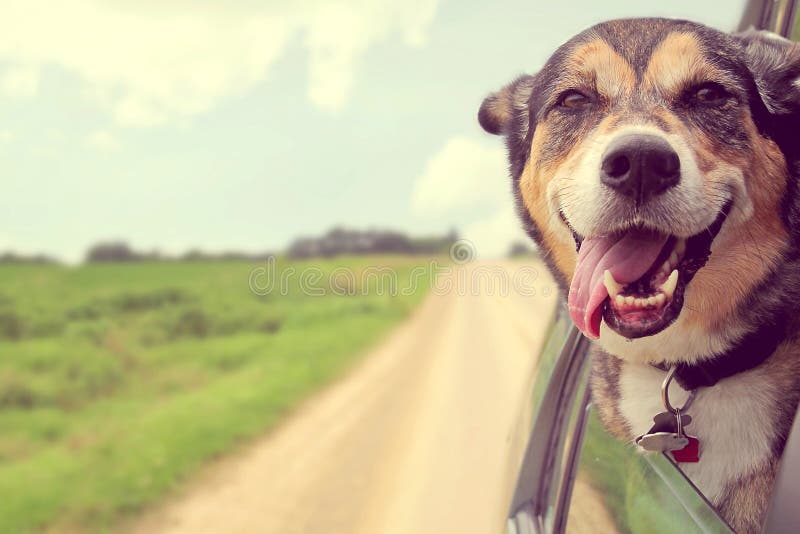 A colagem feliz do cão dirige para fora a janela de carro