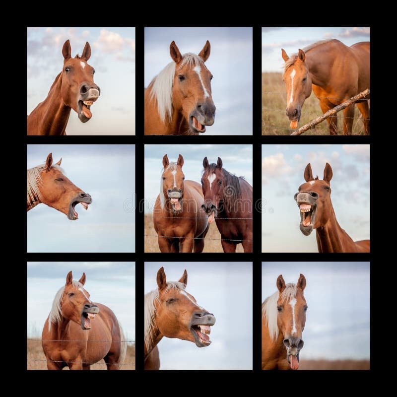 Cavalo de riso foto de stock. Imagem de sorriso, feliz - 59526366