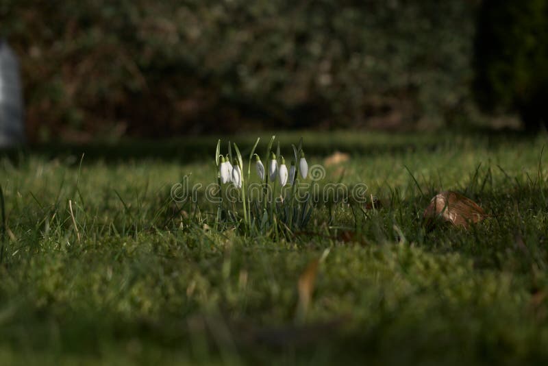 Colapso de neve num campo fotografia de stock