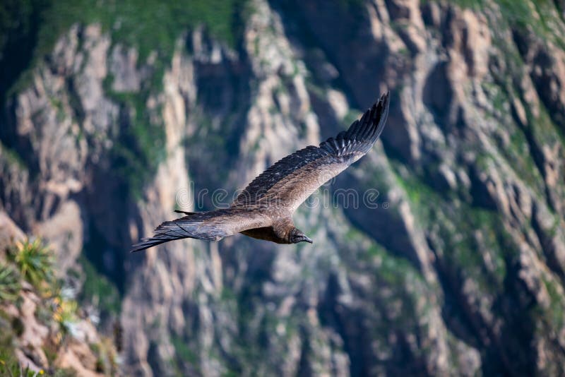 Majestic Condor flying over the colca Canyon in chivay, Peru looking for dead prey