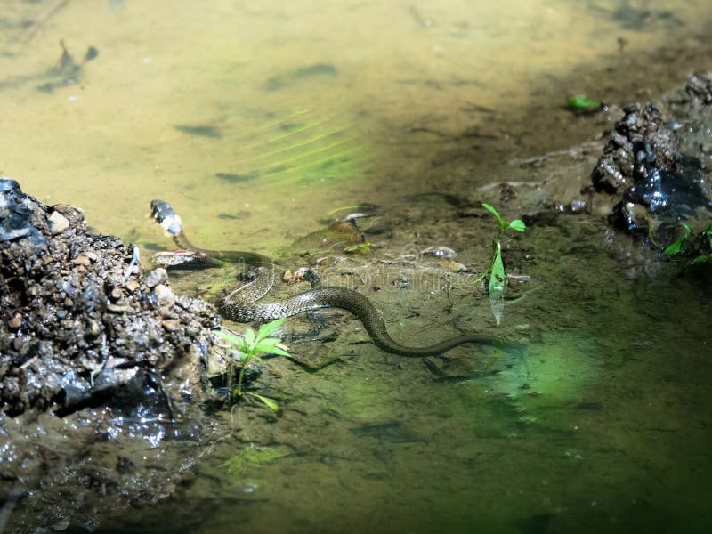 Colchis, big-headed Grass-snake Natrix megalocephala