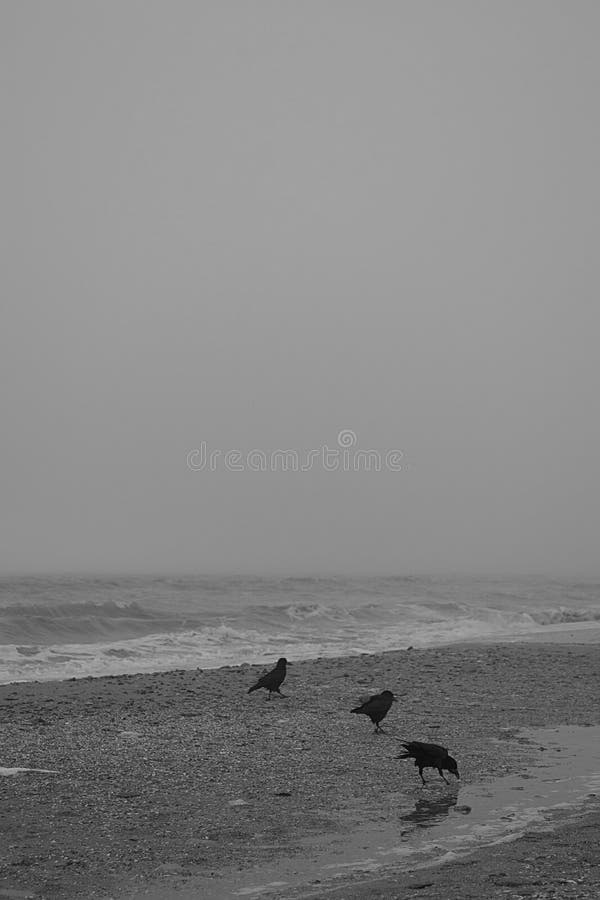 Cold Black Sea stock photo. Image of ocean, morning, crow 91105724