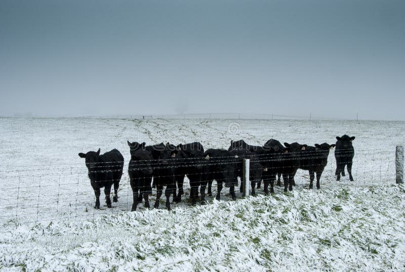 Cold calves stock photo. Image of herd, calves, snow 43256602