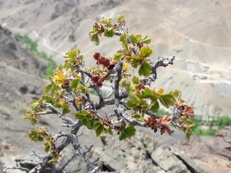 Cold Desert of Ladakh stock image. Image of flower, desert 191706693