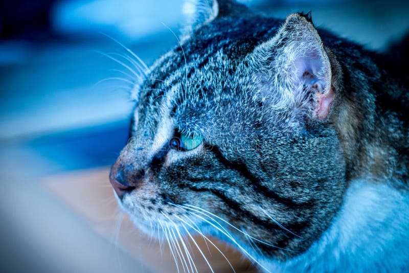 Cold eyes stock photo. Image of close, animal, angry 77742652