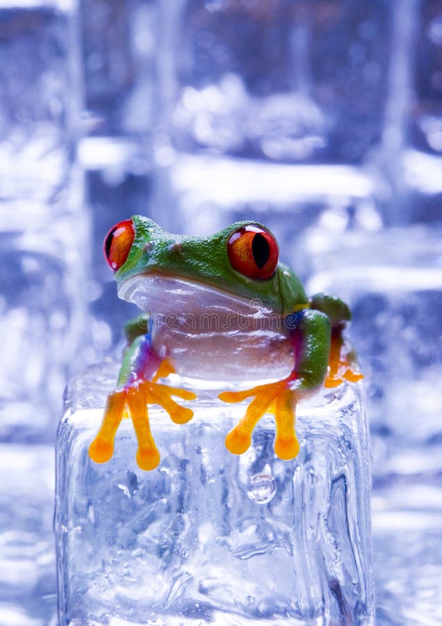 Cold frog