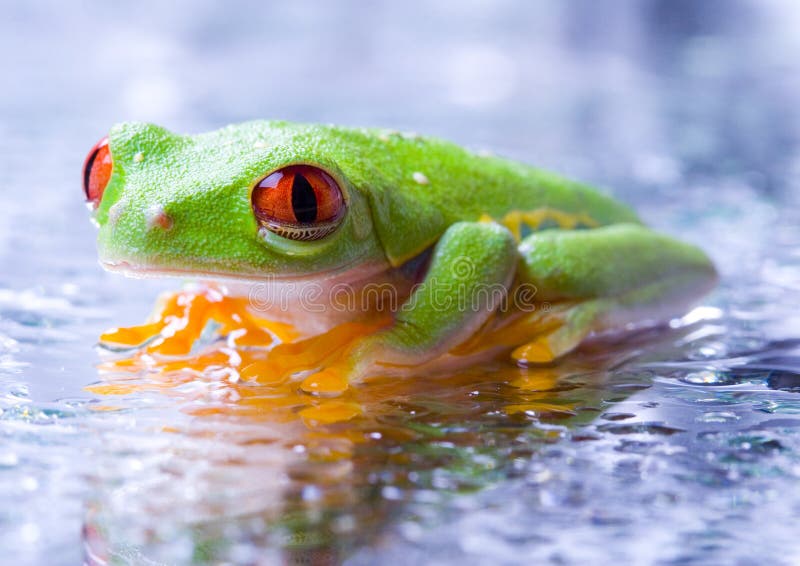 Cold frog